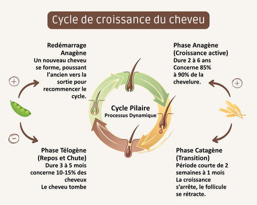 Cycle_croissance_cheveu
